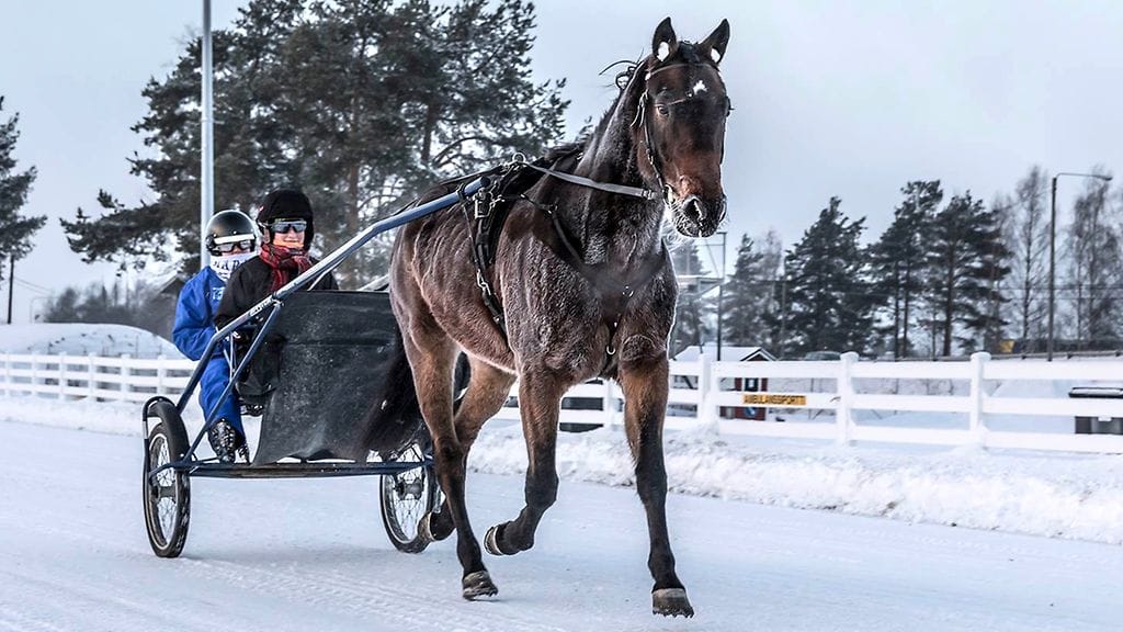 Luotettavan Iiron tandem-kärryjen kyytiin uskaltavat kaikki.