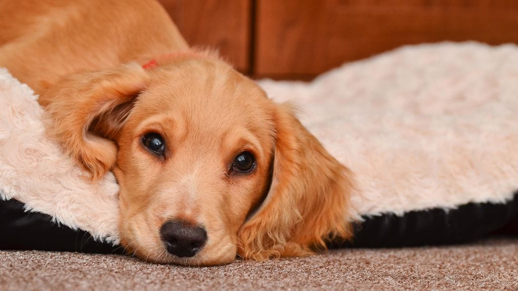 Monet koirat reagoivat ilotulitteiden ääniin ja välähdyksiin.