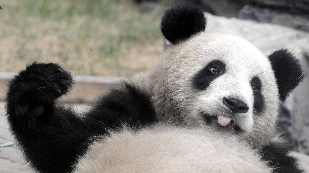 Arkistokuva jättiläispandasta.