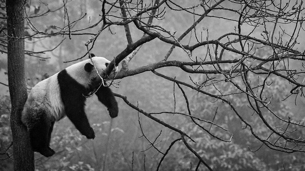 andojen mukana tulee myös kiinalaisia eläintenhoitajia, jotka perehdyttävät eläinpuiston hoitajat pandanhoidon saloihin.