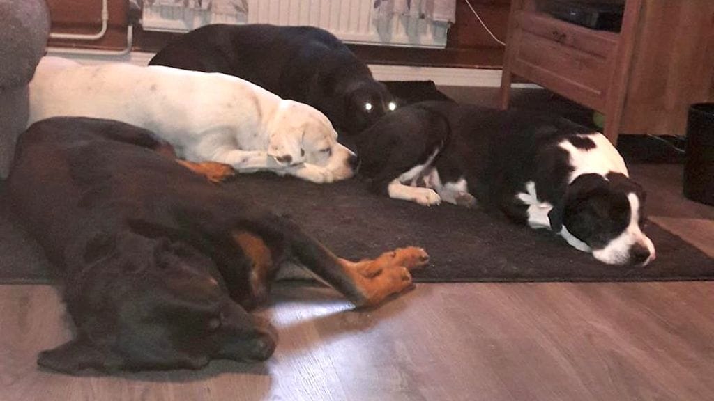 Anja Tamminen koirat