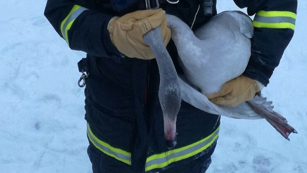 Loukkaantunut joutsen pääsi Muuramen palokunnan sopimuspalomiehen syliin.