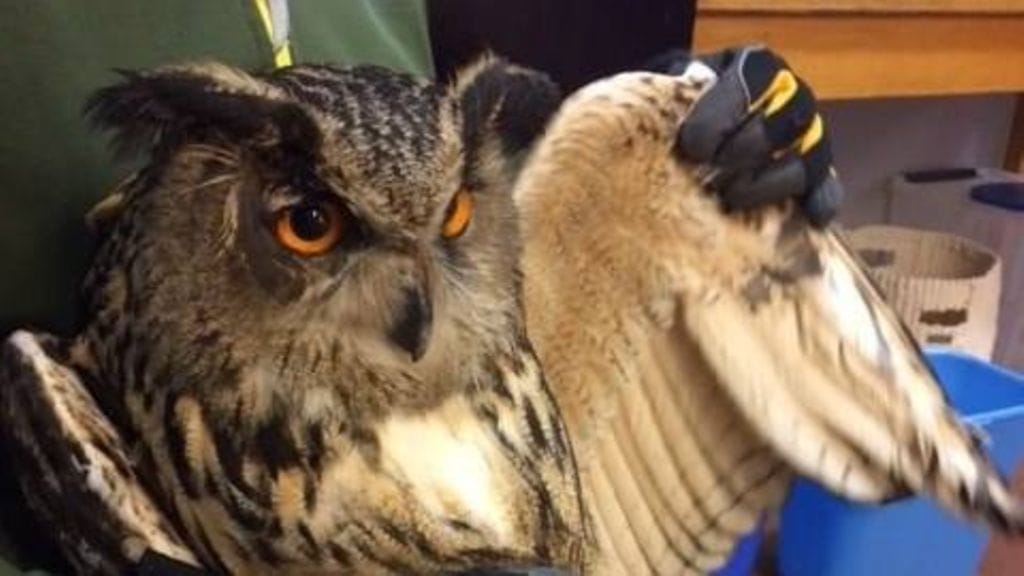 Itä-Uudenmaan poliisilaitoksen partio nappasi tänään kiinni huuhkajan Kehän varrelta. Lintu toimitettiin Korkeasaareen hoitoon. Kuva: Itä-Uudenmaan poliisilaitos