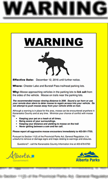 hirvi varoitus kanada