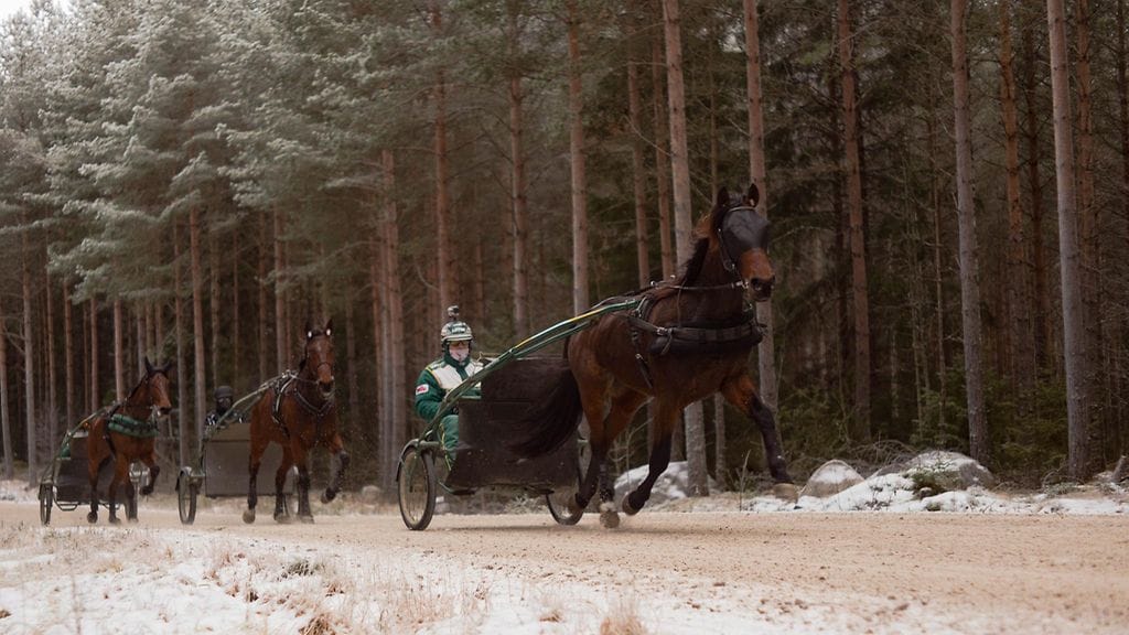 Tapio Mäki-Tulokkaan talli on nyt hurjassa vireessä.
