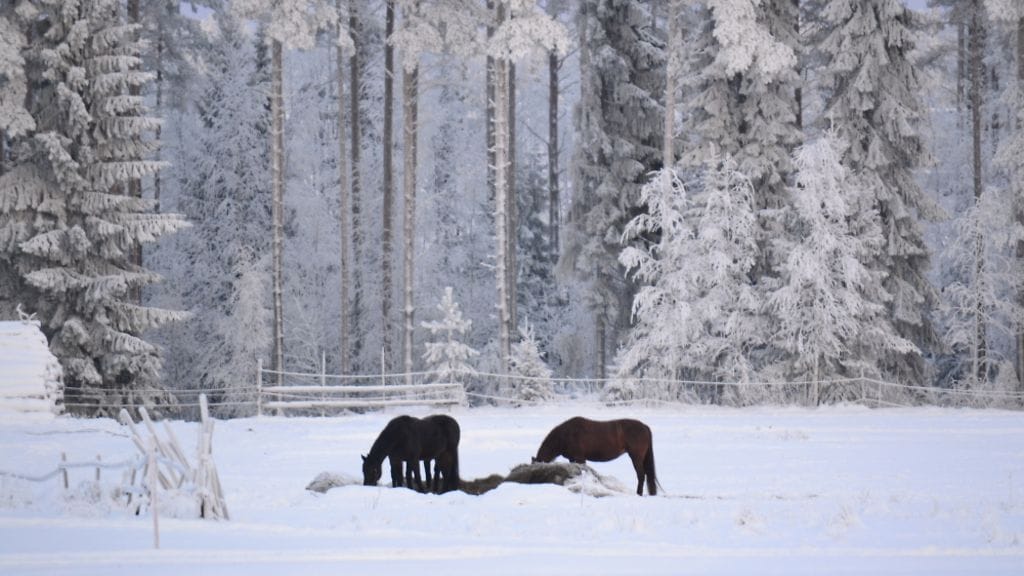 Siikalatvalla 17.12.2016. Pakkasta -3. Pirkko Koivuhuhta