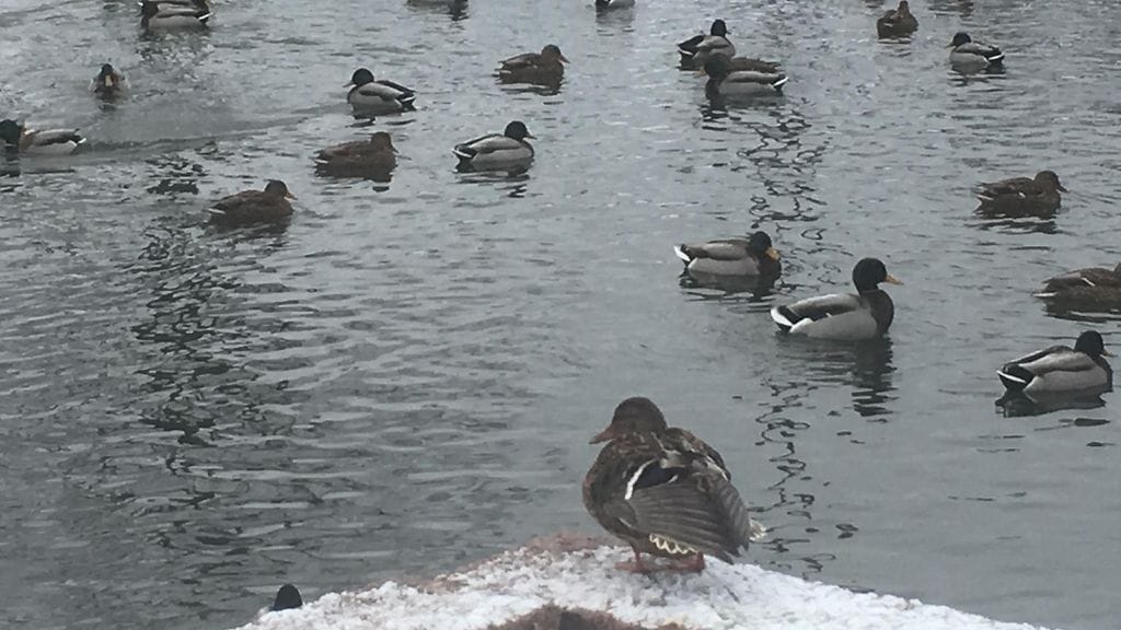 Talvilinnut, vesilinnut, sorsat