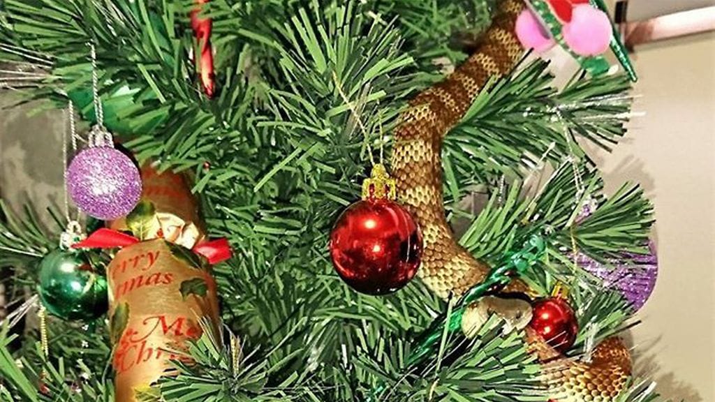 Näin vakuuttavalta näytti australialaisrouvan joulukuusta koristaamaan päätynyt myrkkykäärme.