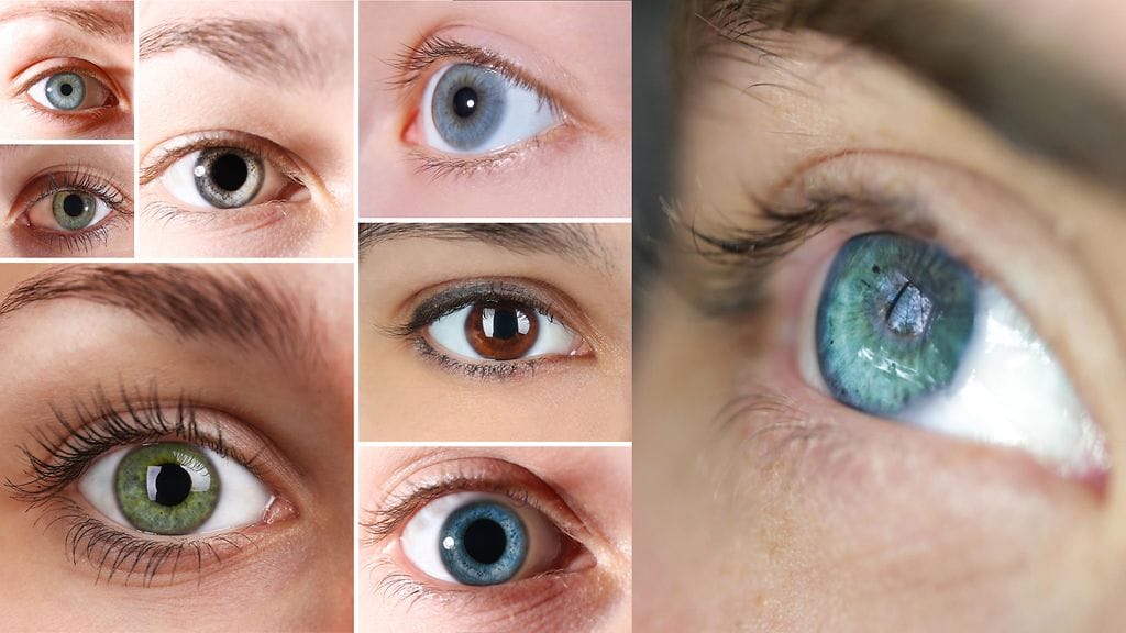 Silmien väri riippuu melaniinin määrästä.