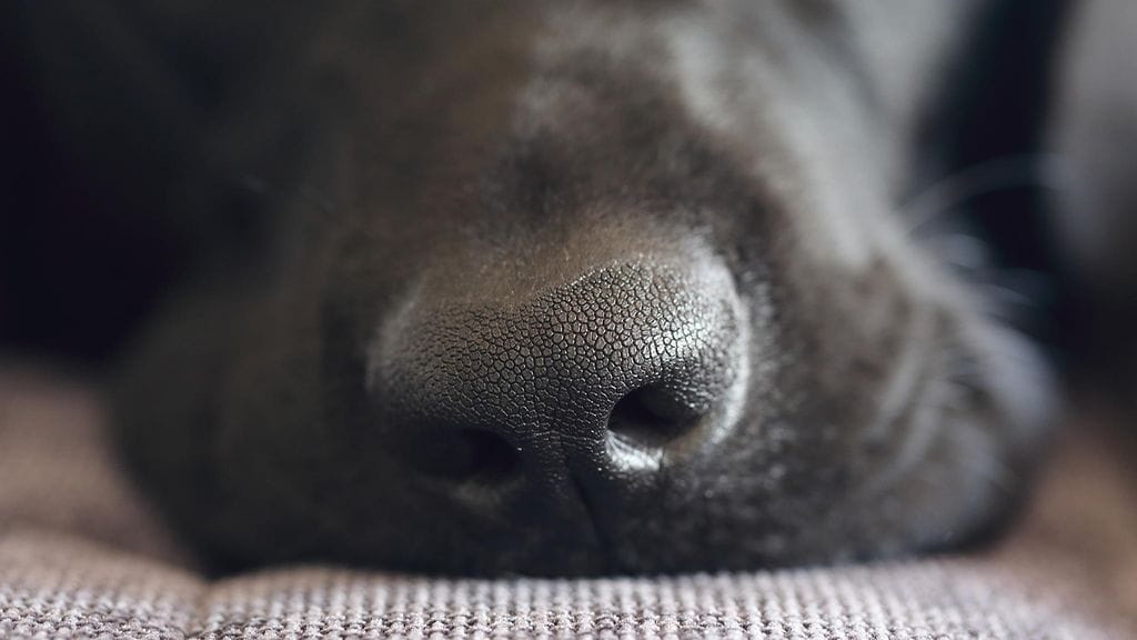 Koirat haettiin kennelistä, joiden omistajat tuomittiin viime syksynä eläinsuojelurikoksesta.