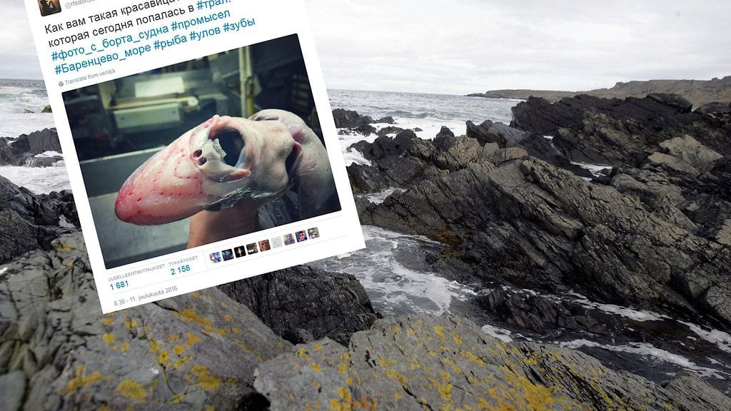 Kuvakaappaus Roman Fedortsovin Twitter-tililtä.