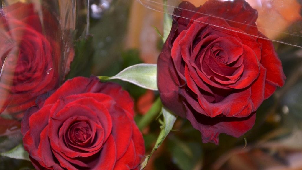 Ruusuja kaupitelleet henkilöt ovat poliisin tietojen mukaan syyllistyneet näpistykseen ja varkauteen Pöytyän ja Oripään seudulla.