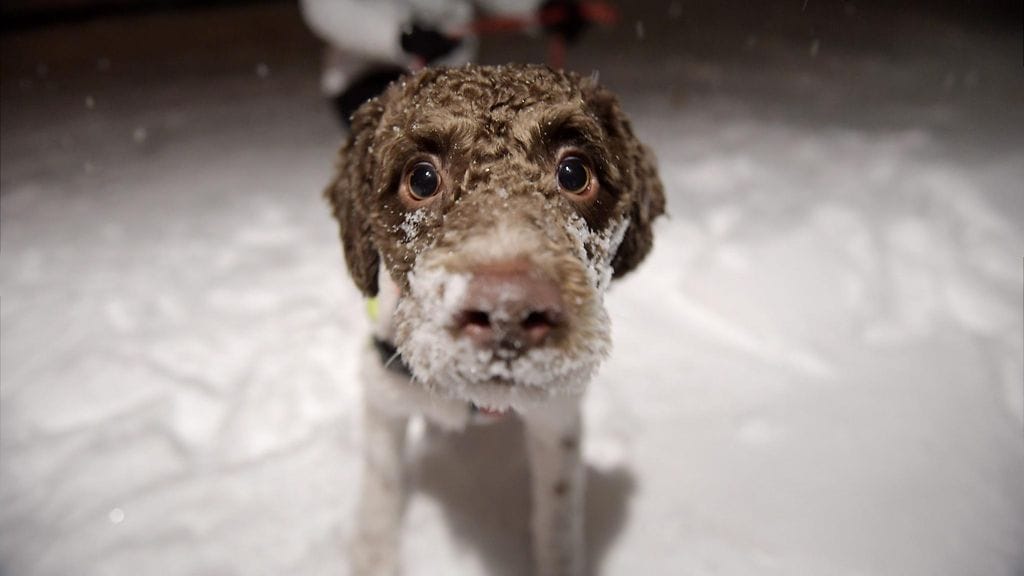 Kuvituskuvassa lagotto romagnolo Mara.
