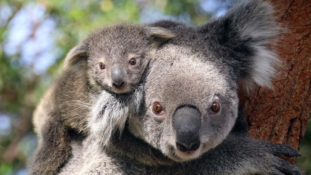 Emo on suojellut pussikarhunpoikastaan taukoamatta sen syntymän jälkeen. Nyt kaksikko jo poseeraa kuvaajille yhdessä.