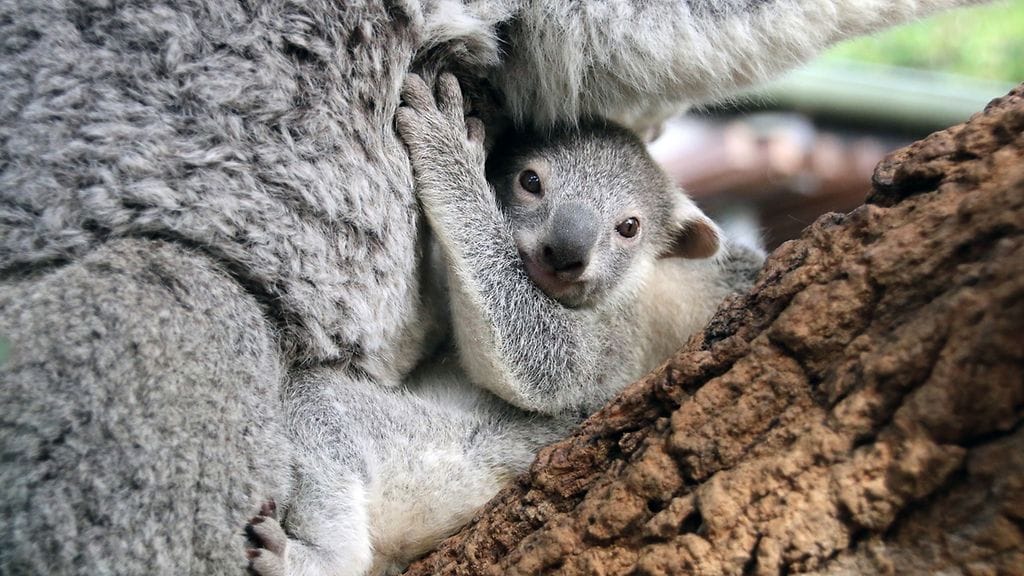 Koala 2