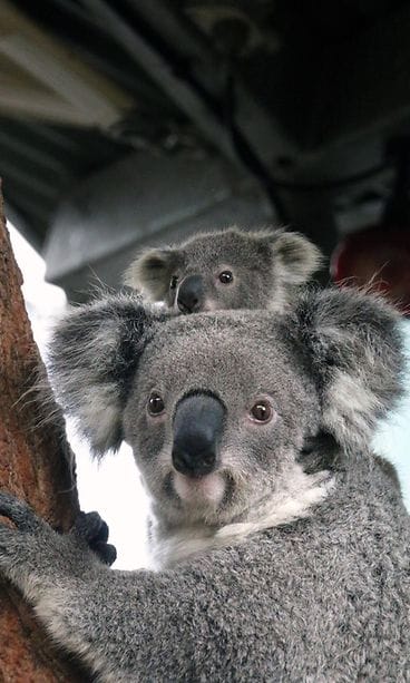 Koala 3