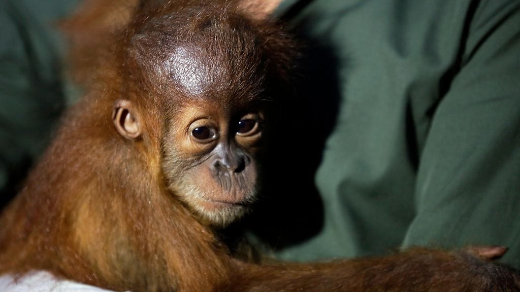 Thaimaan poliisi pelasti tällä viikolla kaksi oranginpoikasta salaisessa operaatiossa. Kuvituskuva.
