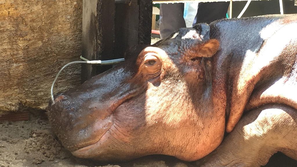 Tämä virtahepo on ensimmäinen lajinsa edustaja, jolla neljä etuhammasta on korvattu proteeseilla. Virtahevonpoikanen kuvassa juuri ennen leikkausta.