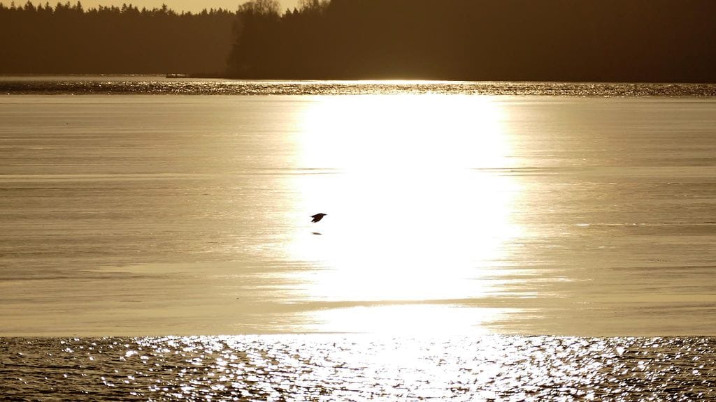Joulun musta lintu ei valova pelkää. Lukijan kuva Uudestakaupungista 25.12.