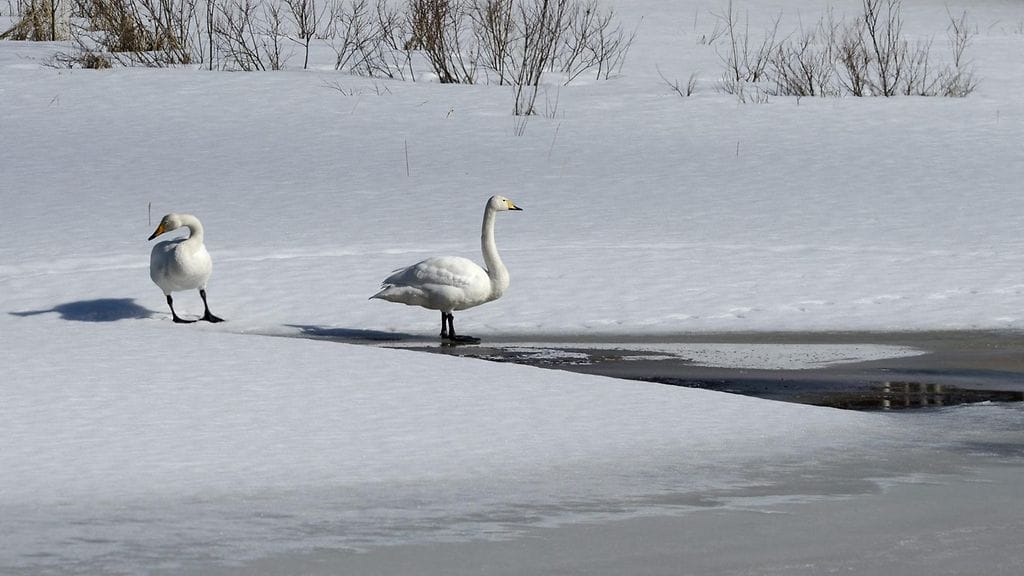 Laulujoutsenet tarkkailevat kevään etenemistä sulapaikalla Pihtiputaalla 31. tammikuuta 2016.