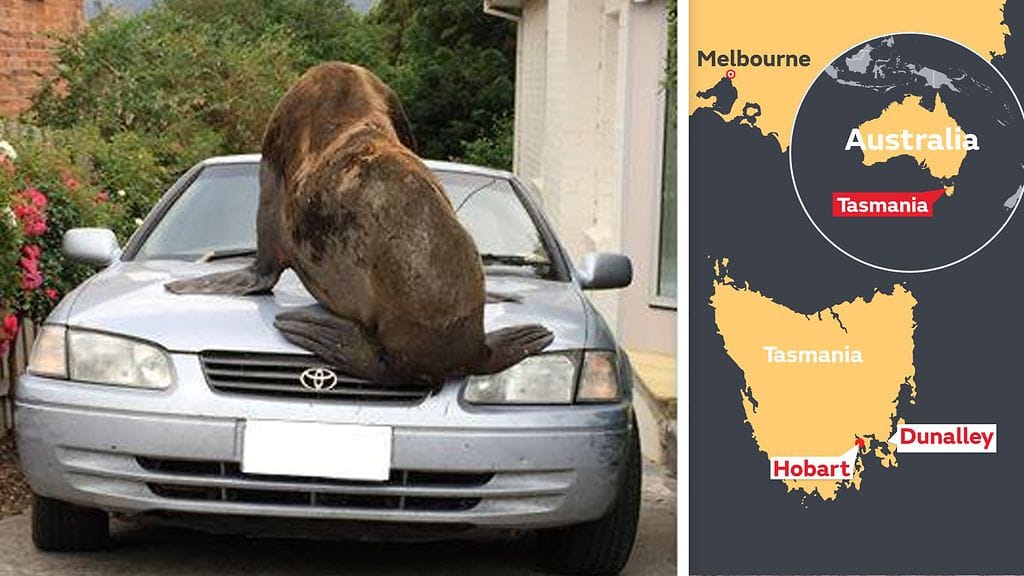 Kuva: Tasmanian poliisin Facebook-sivut, MTV Uutiset