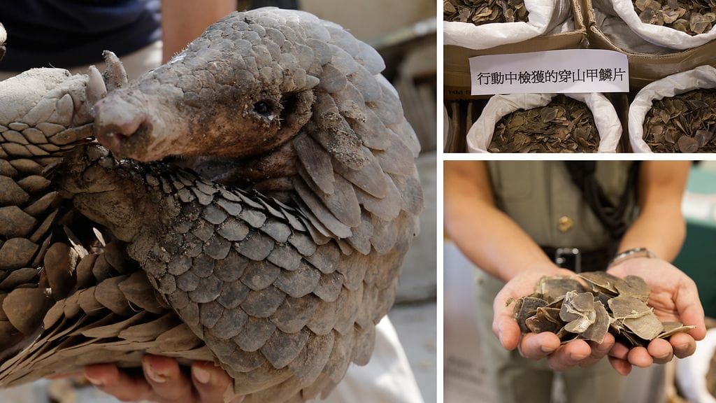 Arkistokuva: Kiinassa takavarikoitiin marraskuussa 2017 lähes 12 tonnia muurahaiskävyn suomuja.