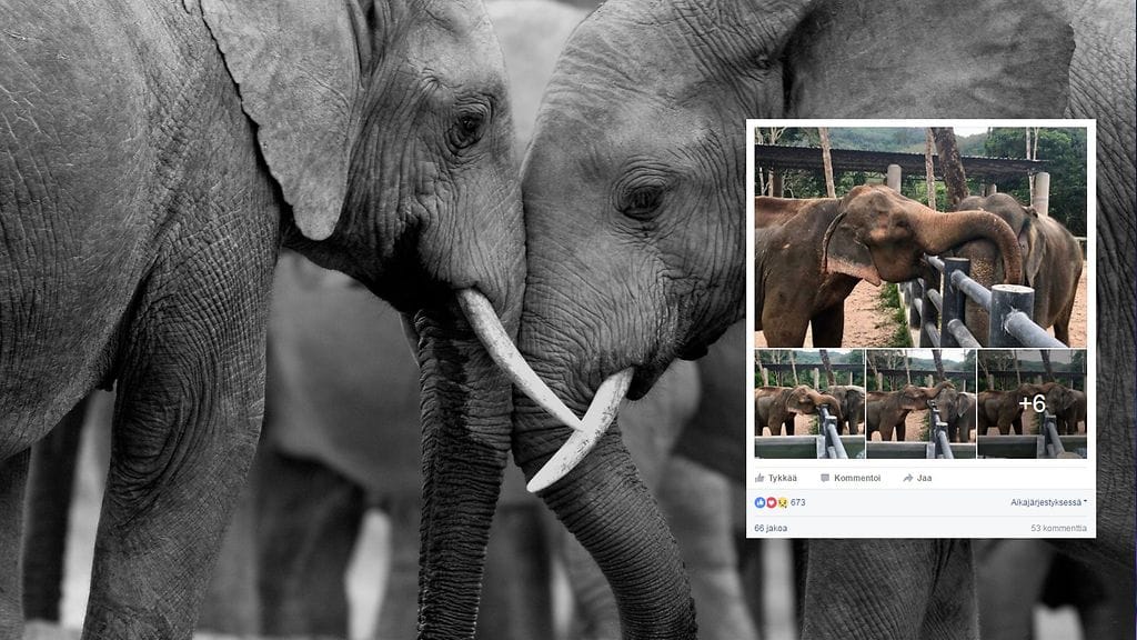 Traumoista kärsinyt norsu sai elämänilonsa takaisin lajitoverinsa avulla.