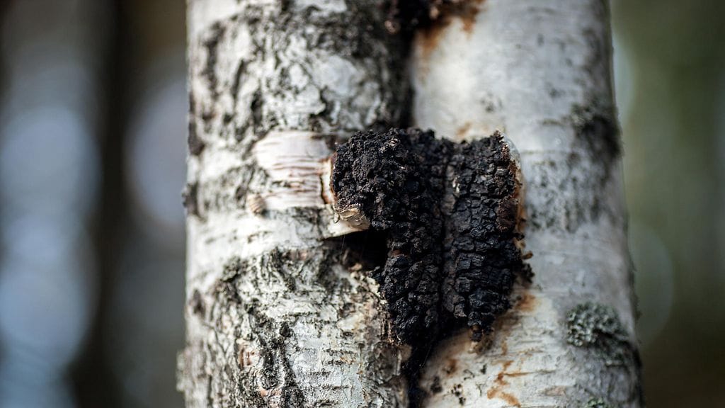 Pakuria kasvamassa koivun rungossa.