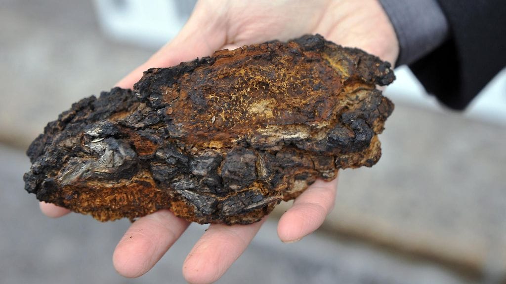 Pakuria voi kerätä ympäri vuoden.