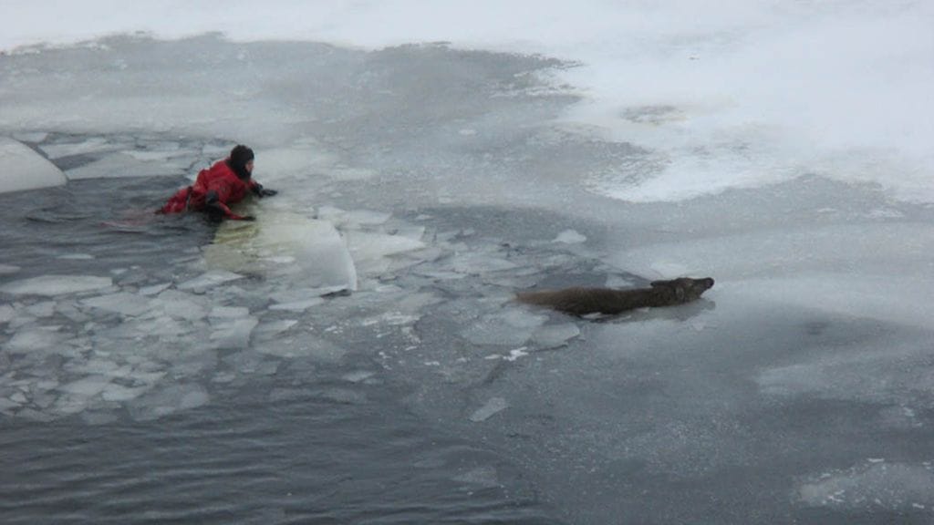 Peura oli pudonnut jäihin, mutta onneksi apu oli lähellä.