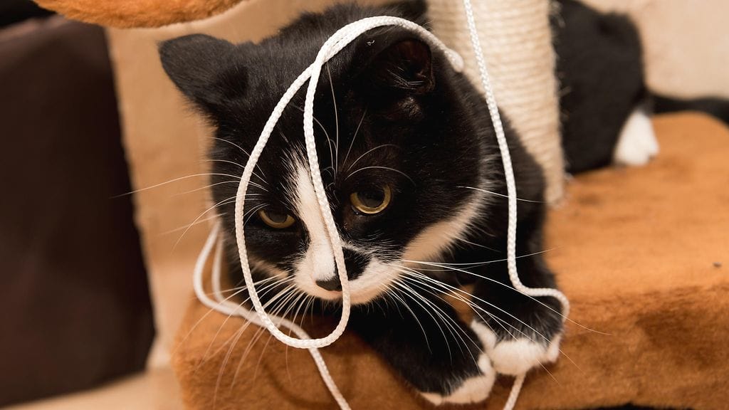 Narut ja nauhat voivat pahimmassa tapauksessa aiheuttaa lemmikille hengenvaaran.