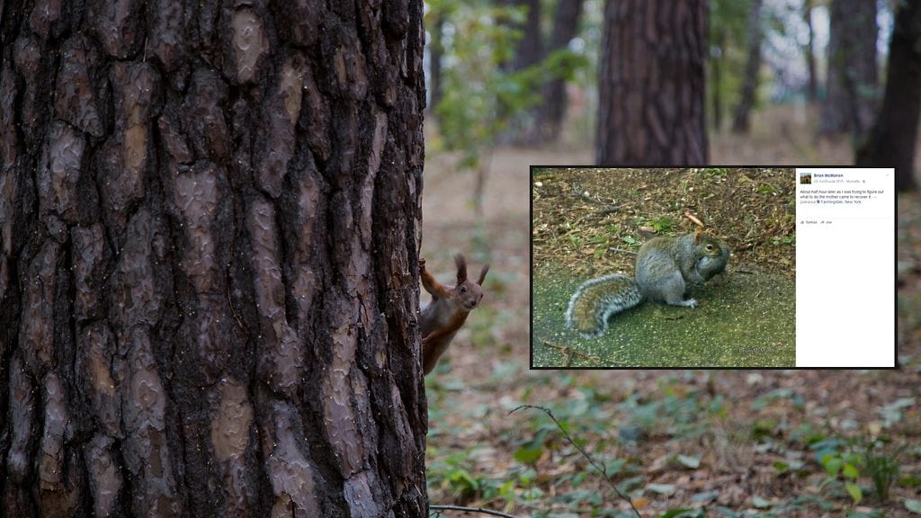 New Yorkissa sijaitsevassa puistossa saatiin nähdä vilaus eläinten uskomattomasta kyvystä huolehtia poikasistaan.