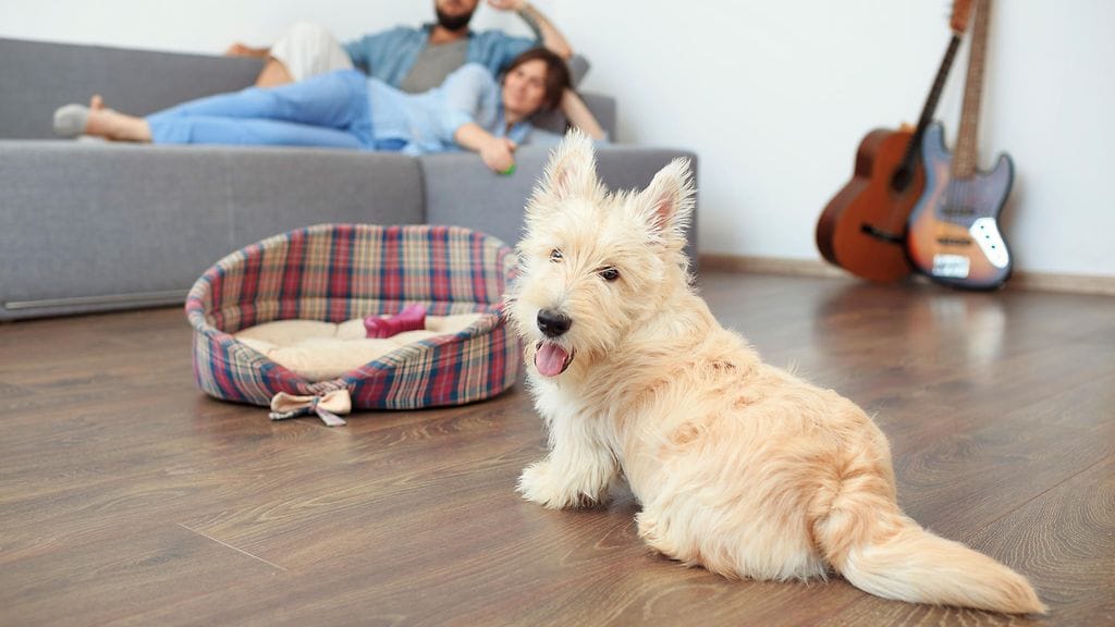 Koirat osaavat lukea ihmisiä paremmin kuin luulemmekaan.