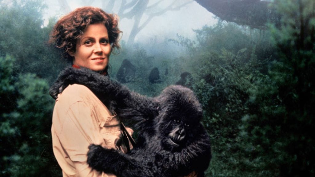 Sigourney Weaver (vas.) ja Titus elokuvassa Sumuisten vuorten gorillat.