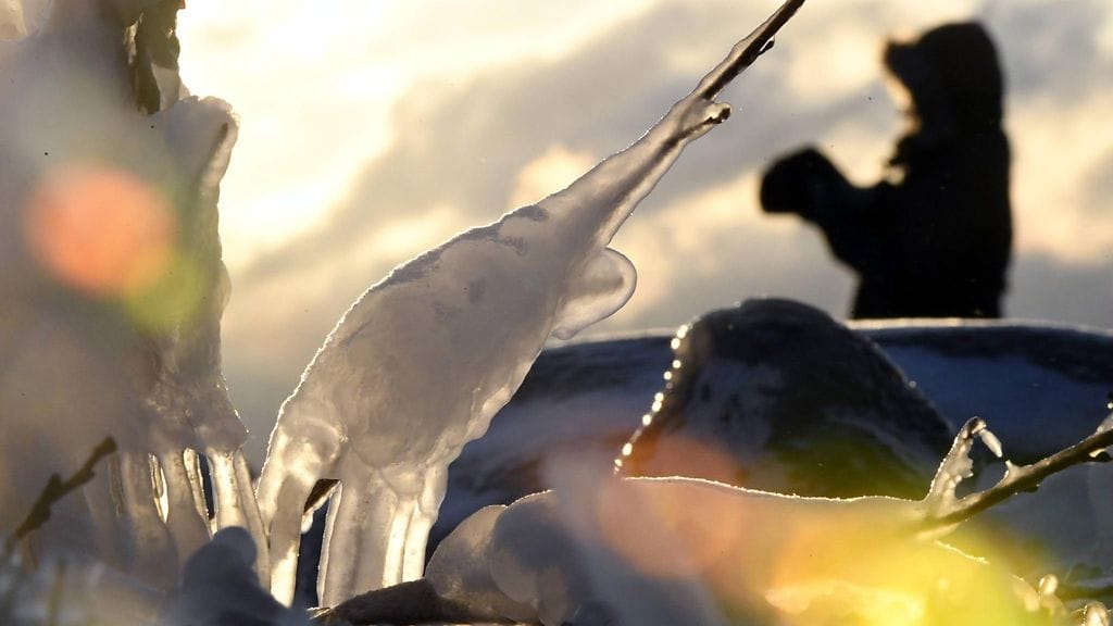 Suomessa on ollut pureva pakkanen tällä viikolla.