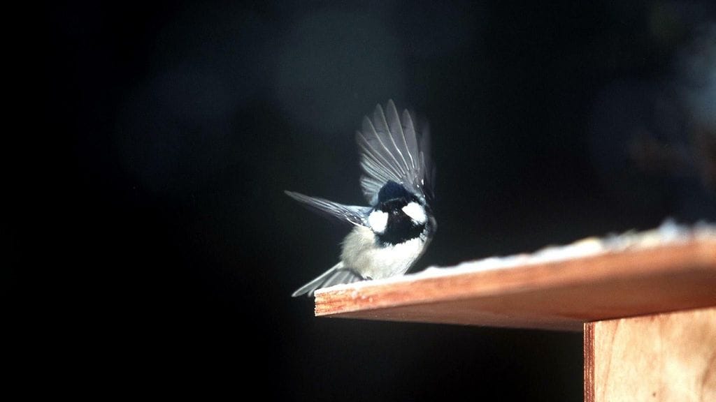 Hömötiainen lintulaudan katolla.