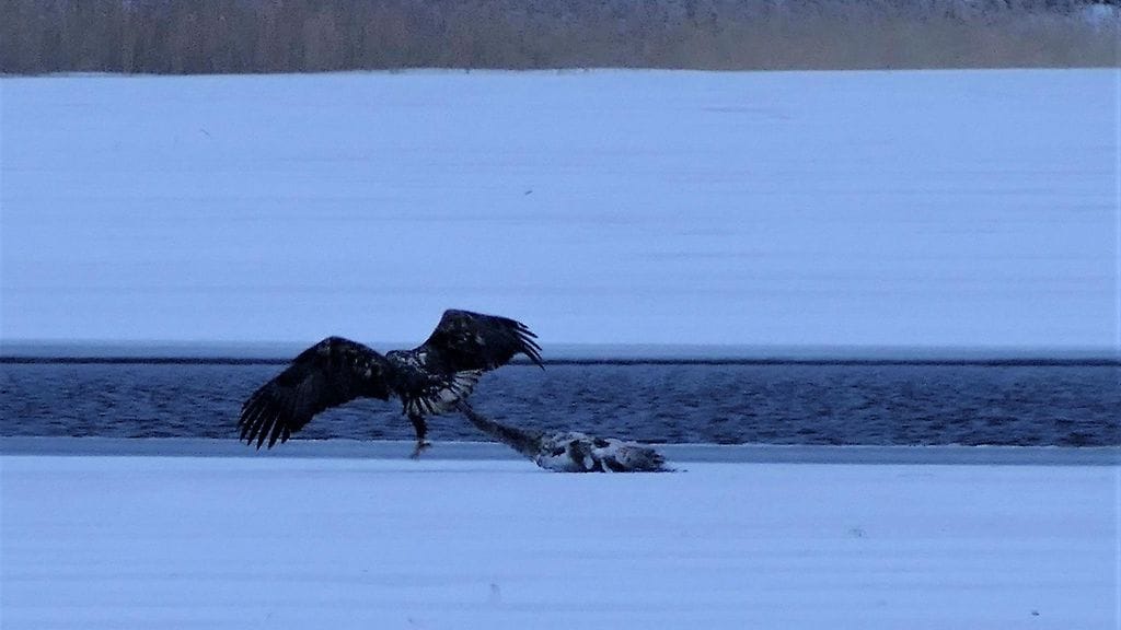 Merikotka saaliin äärellä. Nuori joutsen oli jäätynyt mereen.