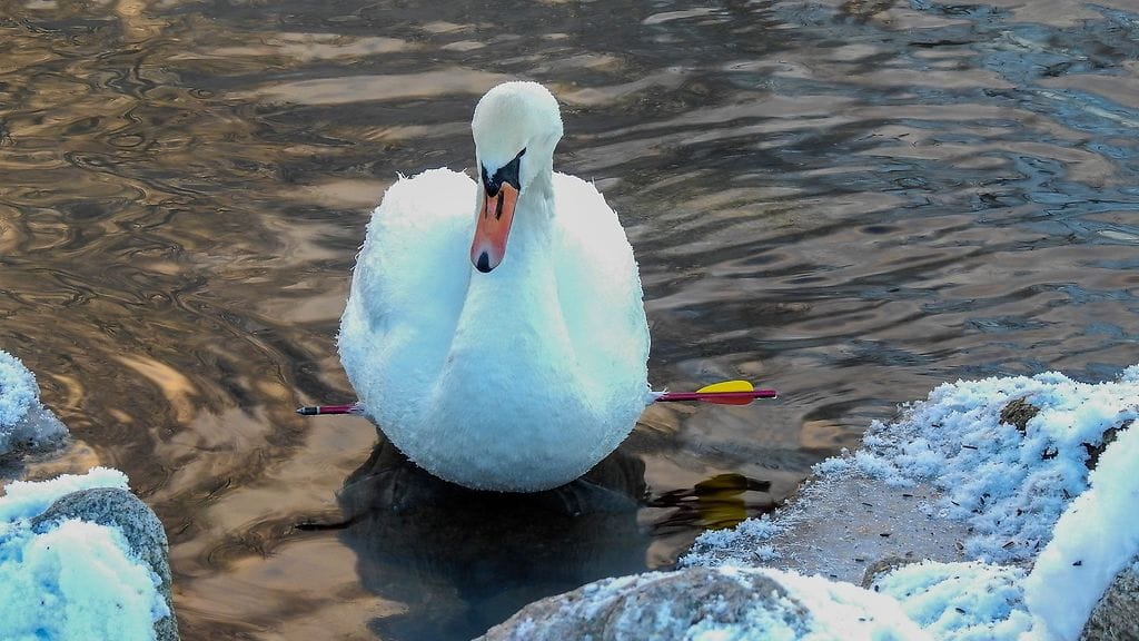Joutsenta ammuttiin tylpällä nuolella Lahdessa loppiaisena 2017.