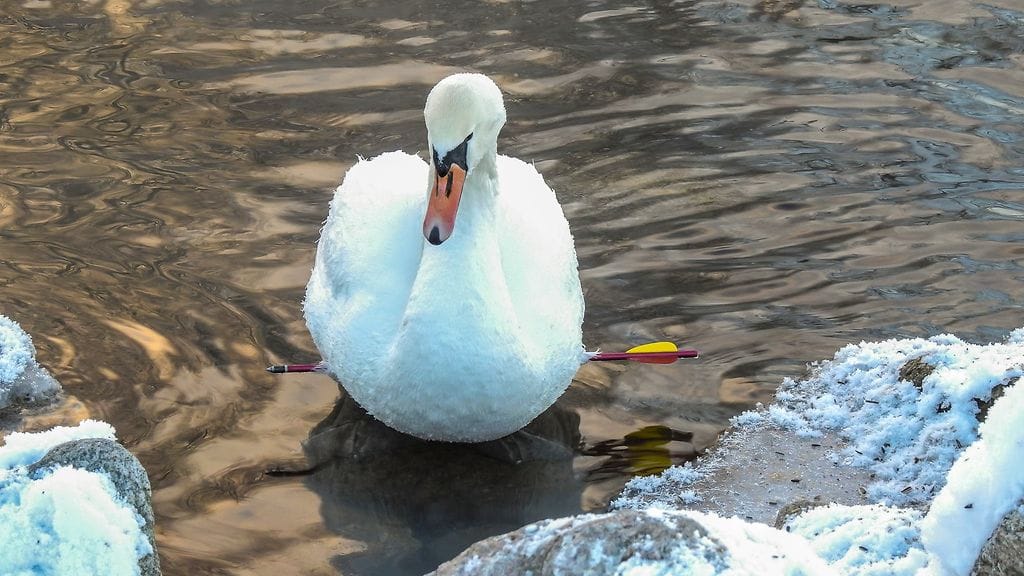 Joutsenta ammuttiin tylpällä nuolella Lahdessa loppiaisena 2017.