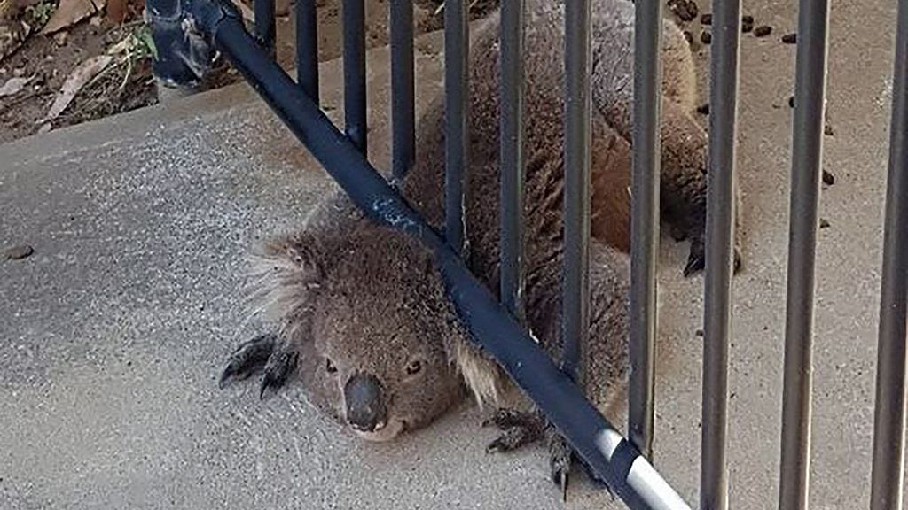 Epäonninen koala jumittui aidan alle Australiassa.