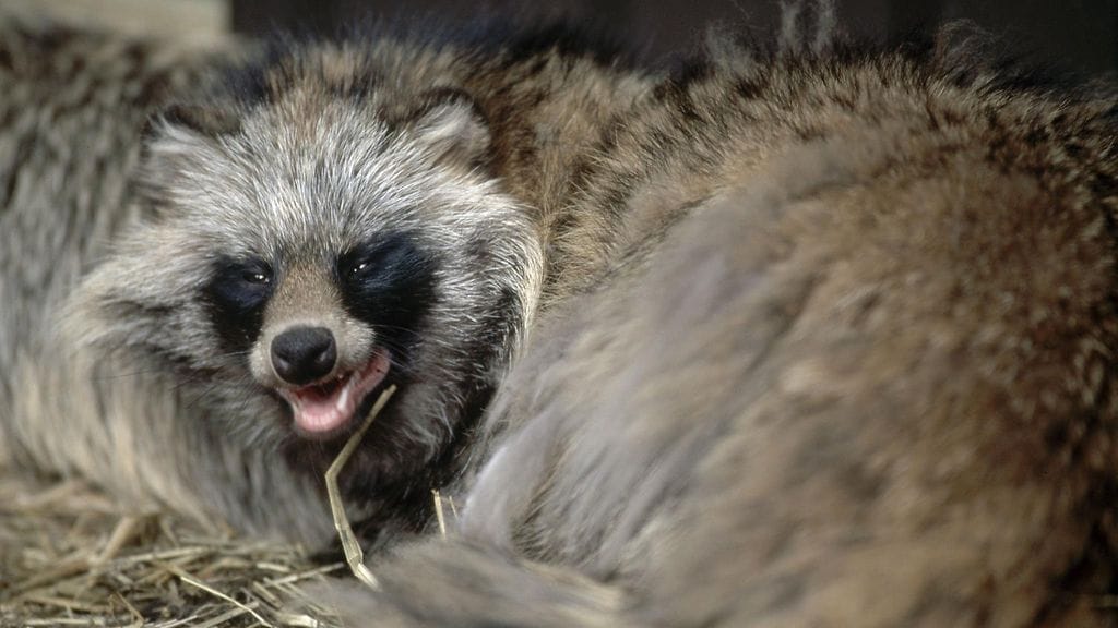 Kuvituskuvan supikoira ikuistettiin kameralla kesäkuussa 1998.