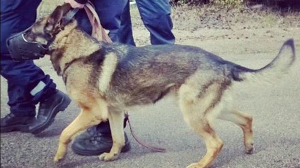 Kolmen tunnin etsintöjen jälkeen poliisikoira Vauhti onnistui jäljestämään kadonneeksi ilmoitetun miehen Kuusijärven maastosta.