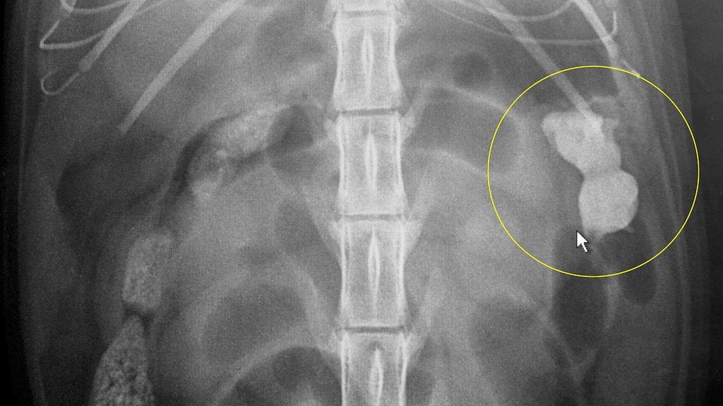 Kittyn röntgenkuva.