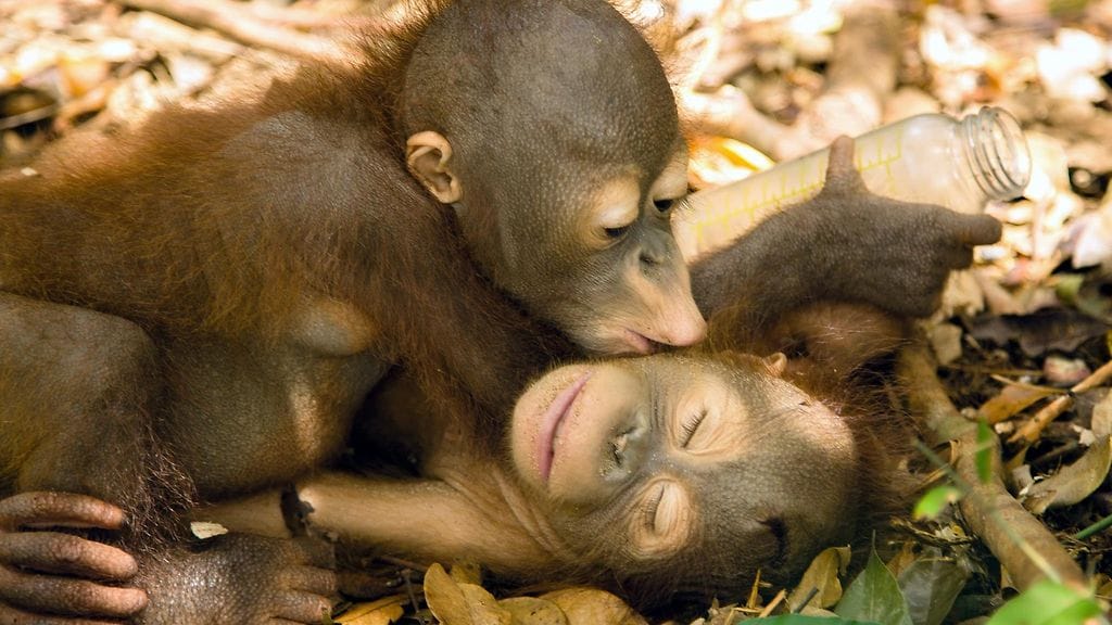 Oranginpoikaset Rocky ja Rickina