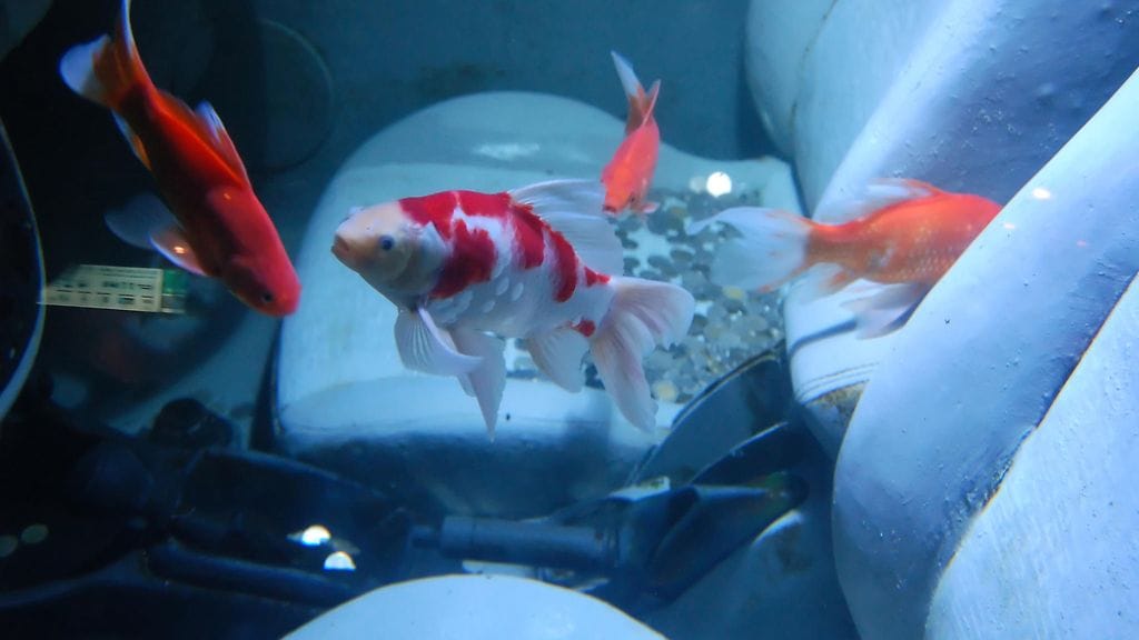 Veden varaan joutuneesta autosta on mahdollista pelastua, jos tietää, mitä tekee.