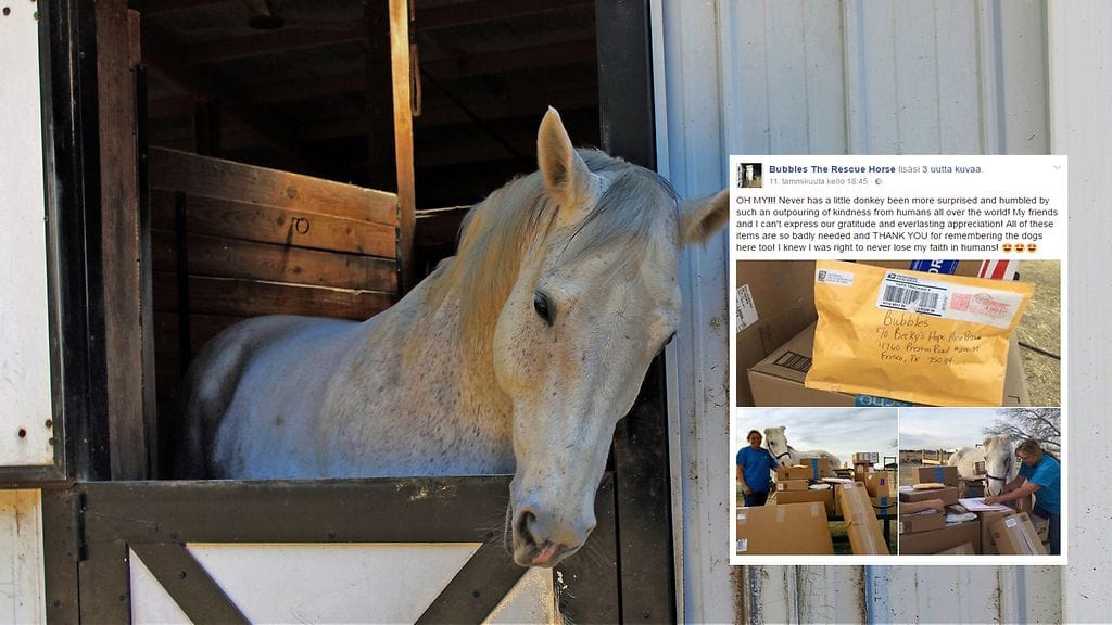 Uuteen kotiin päässeelle hevoselle on lähetetty lahjoja ympäri maailmaa.