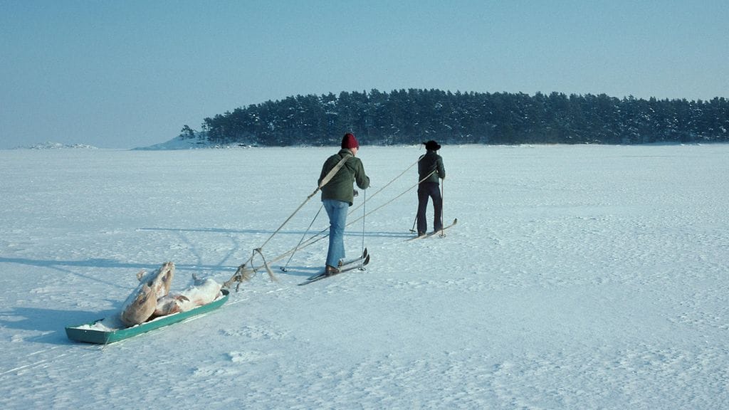 Merikotka, merikotkatyöryhmä, WWF, talviruokinta
