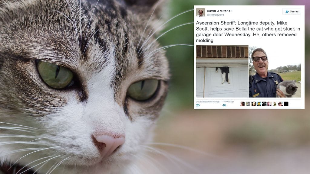 Kuvituskuva Shutterstock, toisen kuvan lähde Twitter.