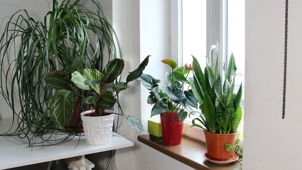 Värikkäät huonekasvit ovat ilo silmälle ja terveydelle.