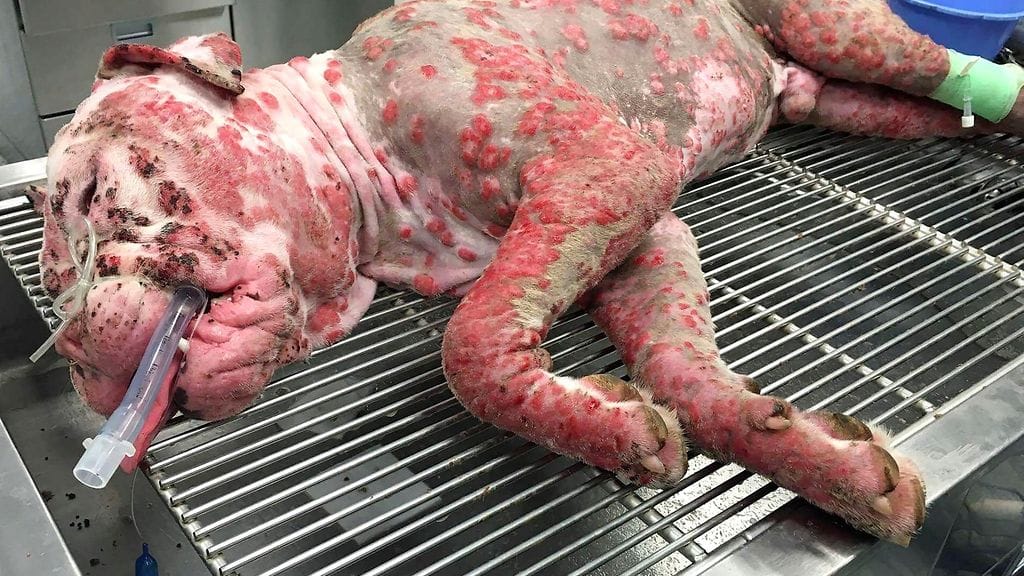 Stinger hoidossa mehiläishyökkäyksen jälkeen.